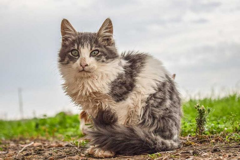 What Does it Mean When a Stray Cat Comes to Your House?