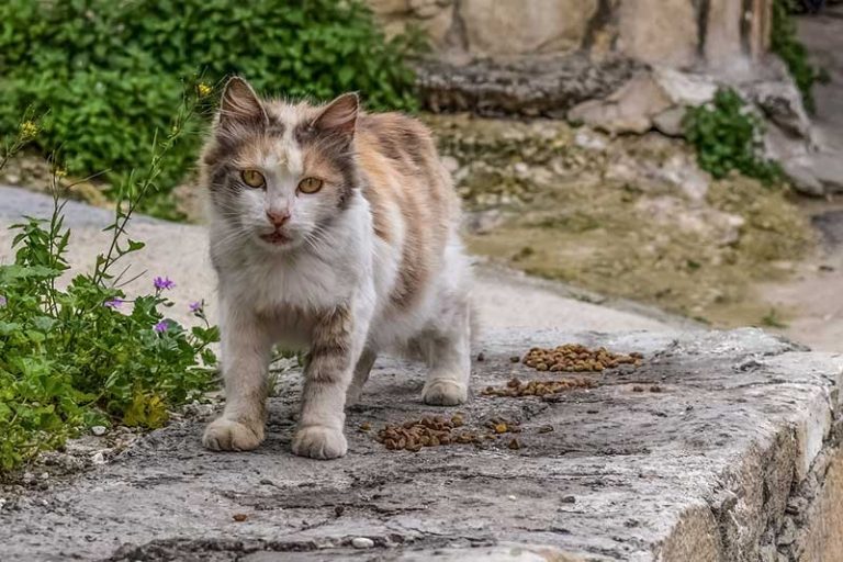 What Does it Mean When a Stray Cat Comes to Your House?