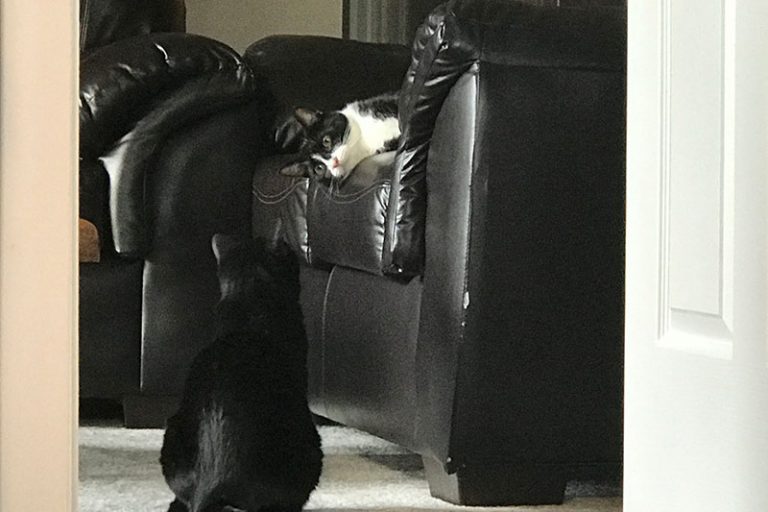 How to Get Cats Used To Each Other (6 Tips) Home Cadet