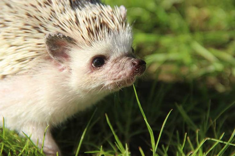Are Hedgehogs Good Pets For Kids? (Our Opinion) Home Cadet
