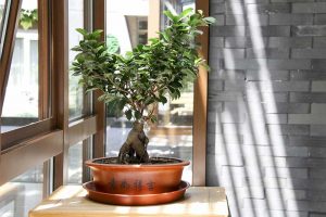 bonsai-by-window
