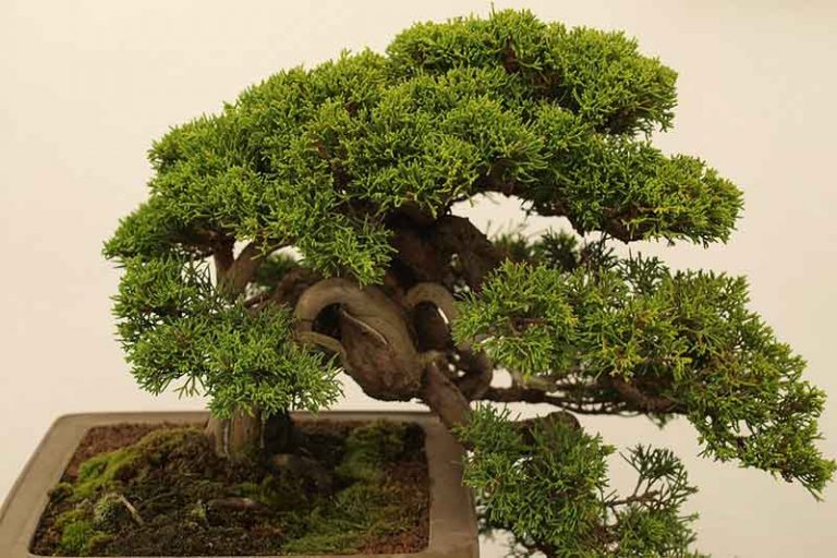 Top How Long Does A Bonsai Tree Live  Check it out now 