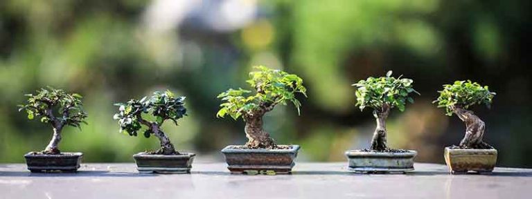 Best How Long Do Bonsai Trees Live of all time Check it out now 