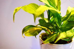 green-indoor-plant
