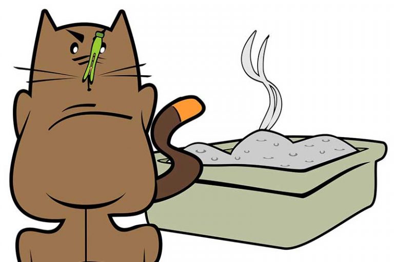 Do Cats Poop Out of Spite? Home Cadet