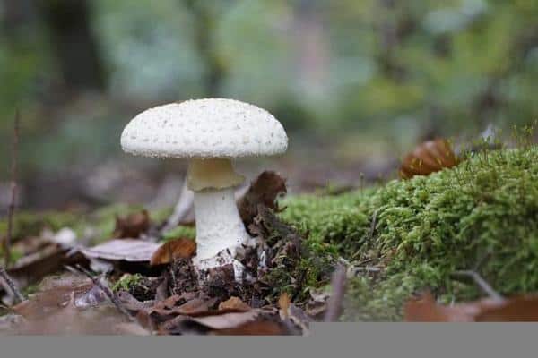 Death cap mushroom