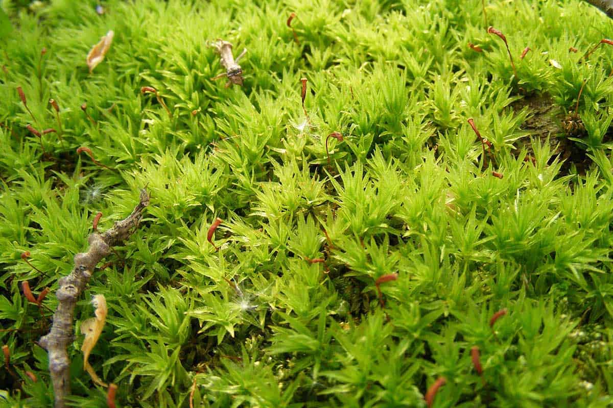 climacium evergreen moss