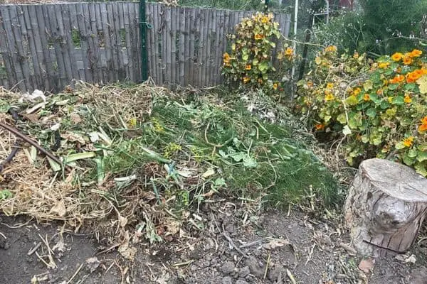 Compost Pile in the backyard