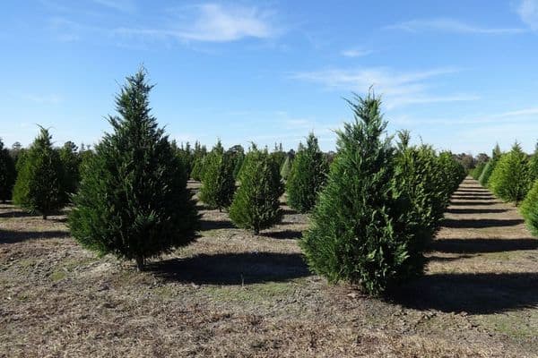 Leyland Cypress Christmas tree farm