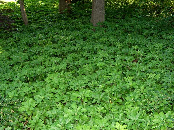 pachysandra ground cover