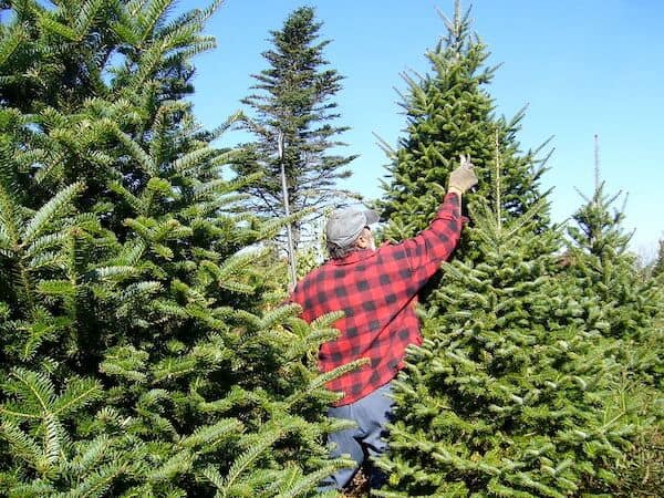 Balsam Fir Christmas Tree Farm