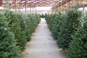 Can You Replant a Christmas Tree Without Roots?