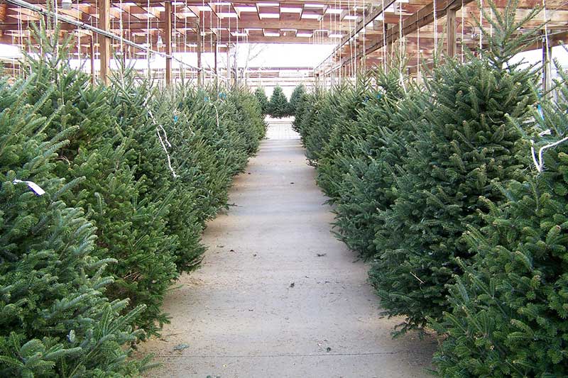 Christmas tree nursery