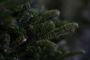 How to Keep a Christmas Tree From Drying Out (Tips)