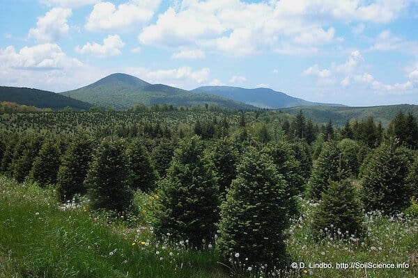 Fraser Fir Farm