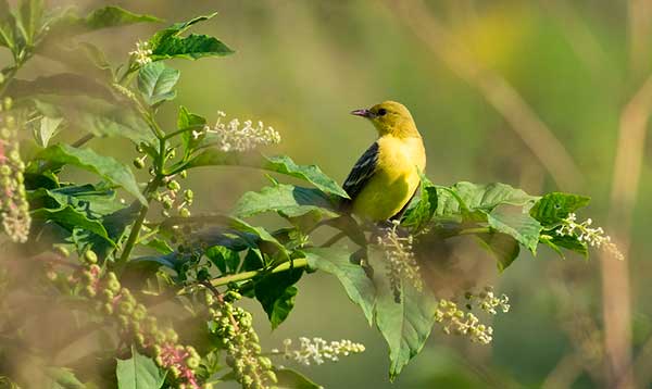 oriole on pokeweed