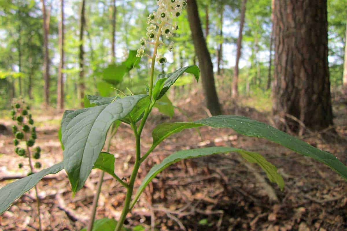 phytolacca americana pokeweed leaves