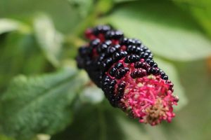 How To Get Rid of Pokeweed (11 Helpful Tips)