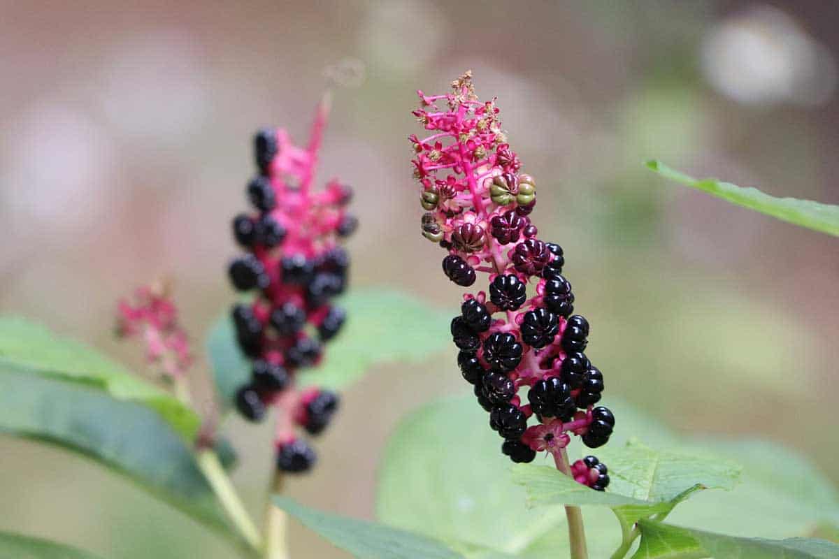 phytolacca decandra pokeweed berries