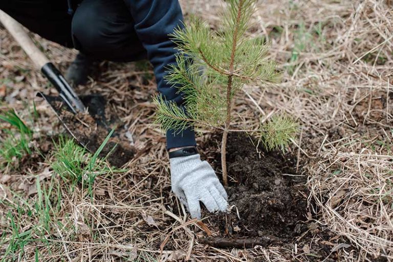 Can You Replant a Christmas Tree Without Roots? - Home Cadet