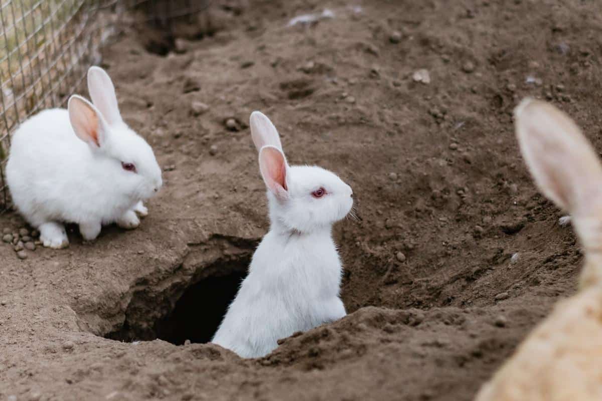 How to Stop Animals From Digging Holes in Your Yard WI