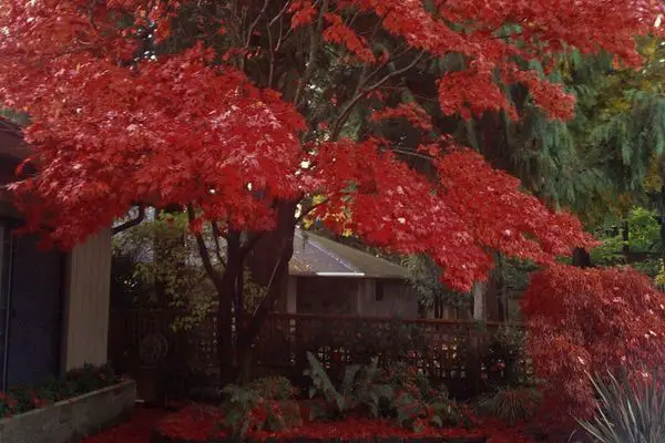 Red Maple Tree in the backyard