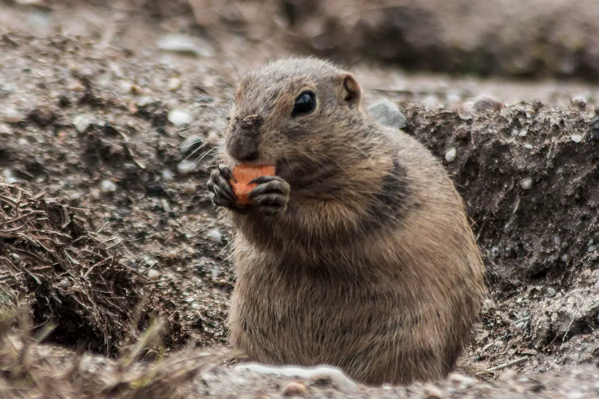 rodent digging hole groundhog