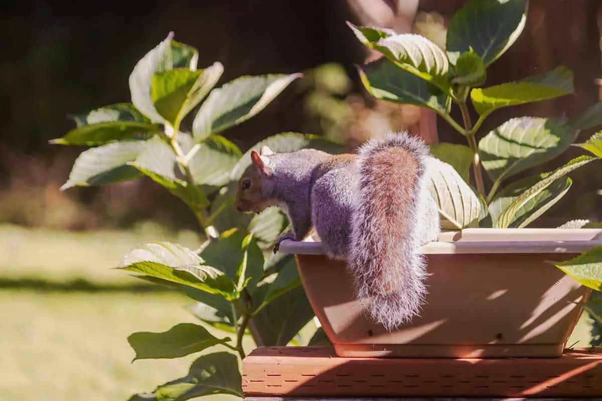 squirrel flowerpot 2