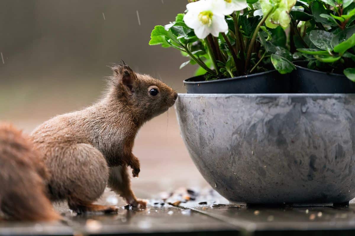 Squirrel on flower pots