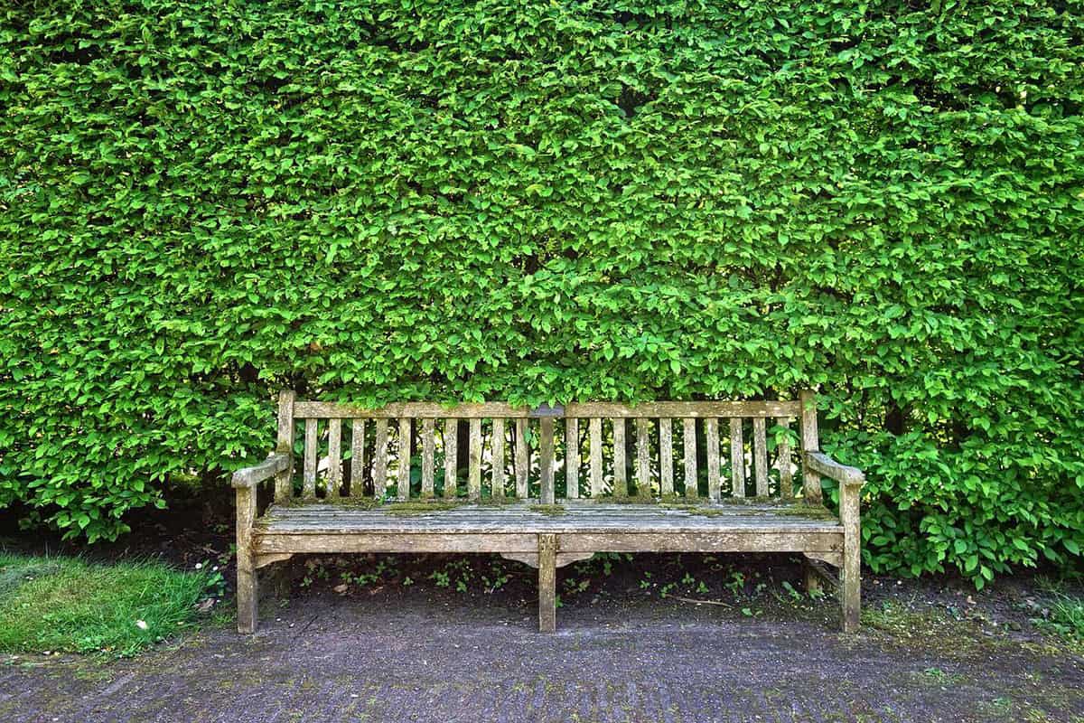 wooden bench in front of tall hedges