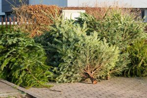 discarded-christmas-trees