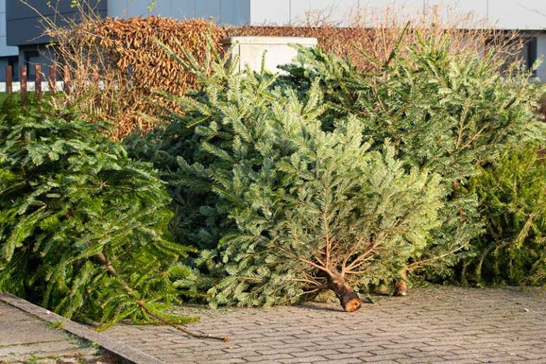 How to Dispose of a Christmas Tree (7 Ideas) Home Cadet