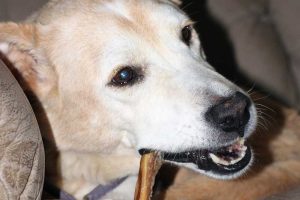 dog-chewing-bone