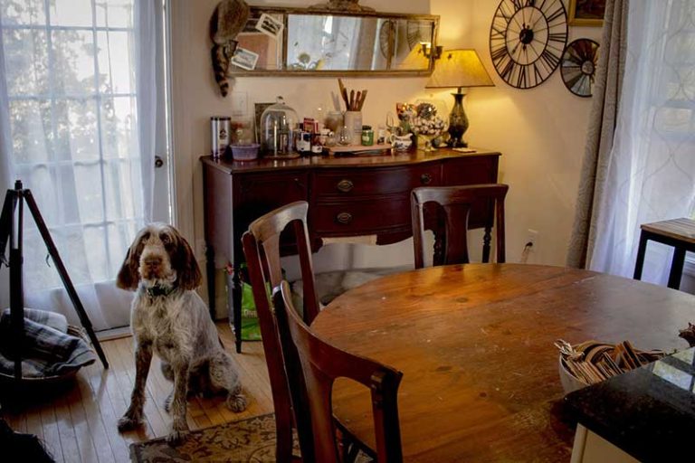 How To Stop a Dog From Chewing on Wood Furniture Home Cadet