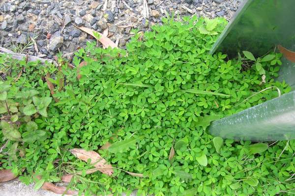 Japanese clover on roadside