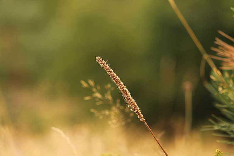 A broadleaf plantain