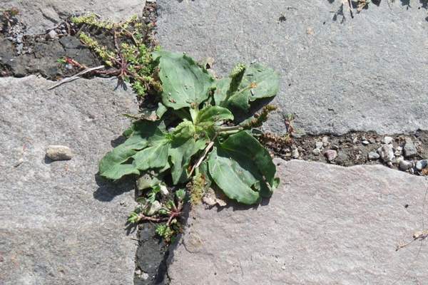 Broadleaved plantain on gaps