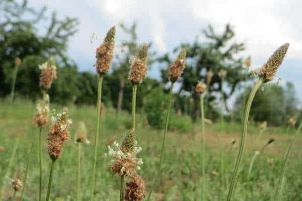 Buckhorn plantain