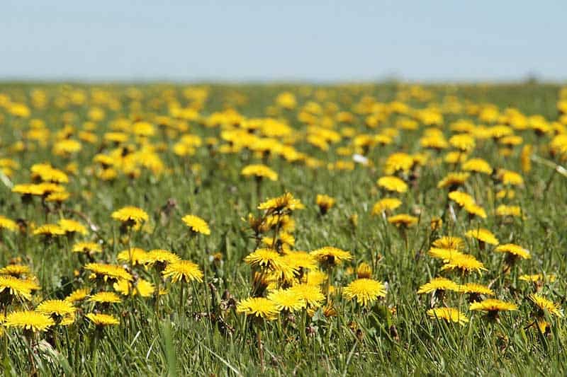 A dandelions