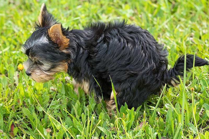 How Long Does It Take For Dog Poop To Decompose Home Cadet