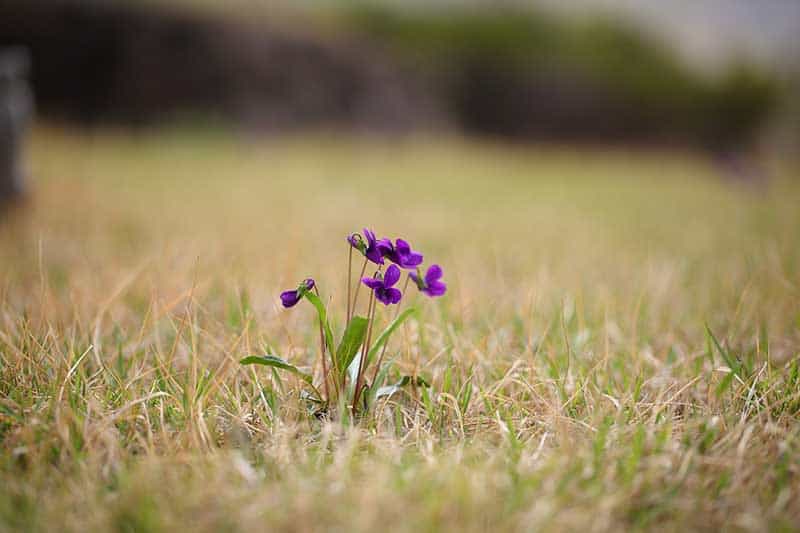 A field violet