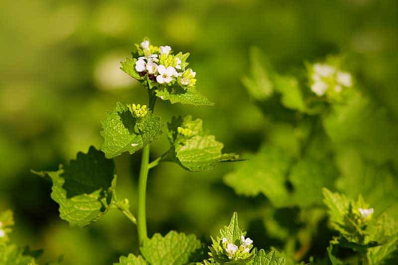 A garlic mustard