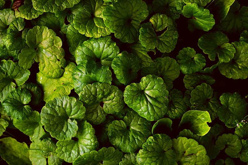 A ground ivy