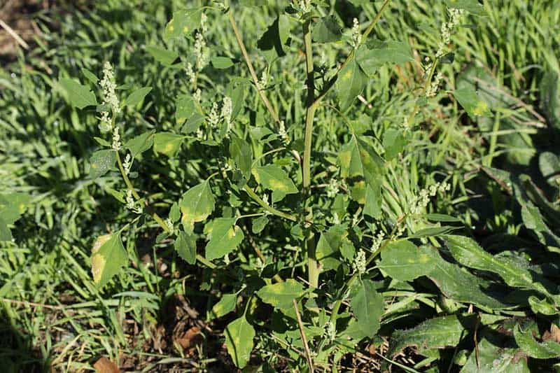 Lambsquarters