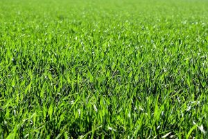 What is Overseeding Your Lawn? (Explained)