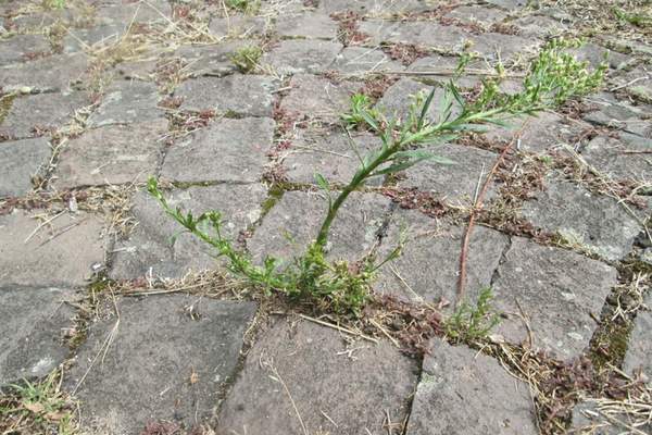 A marestail on gaps