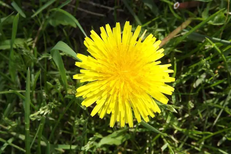 15 Common Types of Weeds in Pennsylvania - Home Cadet