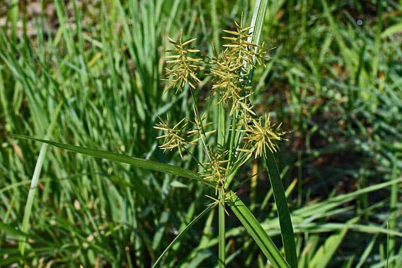 A nutsedge