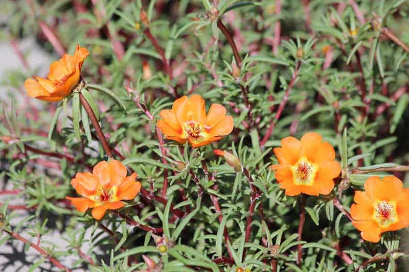 A purslane