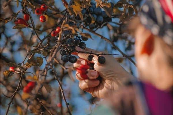 fruit-picking